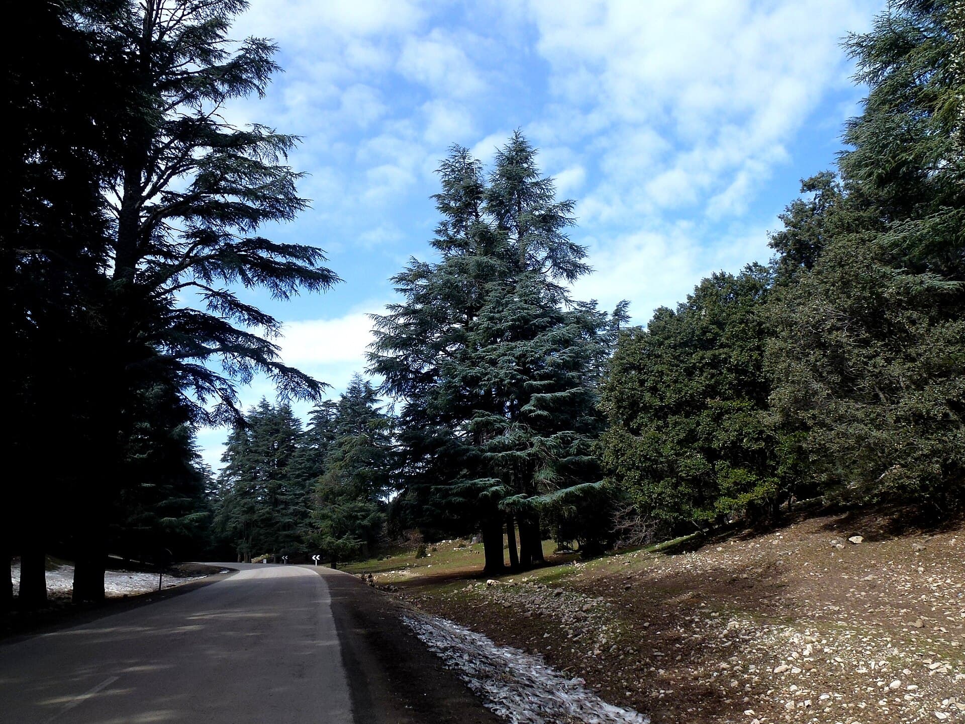Cedar forest near Azrou